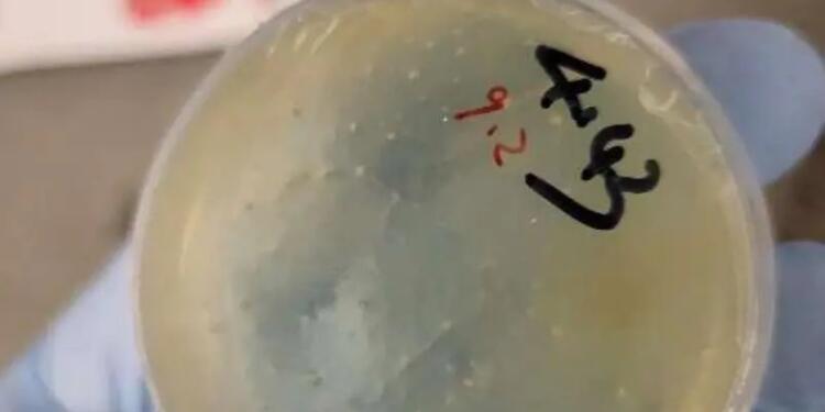 Chinese Researcher Arrested for Smuggling Biological Material to U.S.