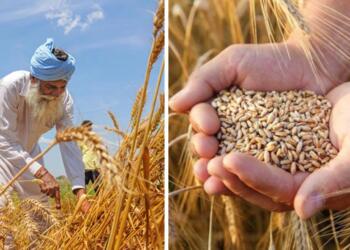 China's Fertiliser Export Halt to India Raises Strategic Red Flags