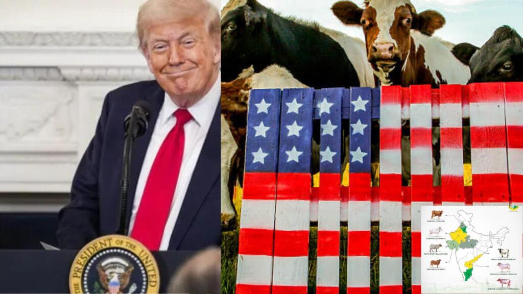 Non-veg milk a red line in India-US trade talks. Here's why