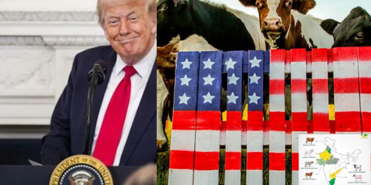 Non-veg milk a red line in India-US trade talks. Here's why