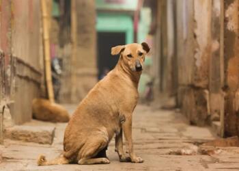 SC Orders Removal of Stray Dogs from Delhi-NCR Localities to Shelters Amid Rising Rabies Cases