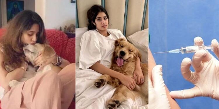 From Janhvi to Varun, Celebrity Toolkit Campaign Against SC Dog Order: Hidden Hand of Vaccine Lobby?