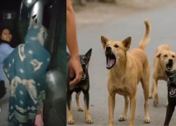 Woman Assaulted in the Name of Animal Rights : When Saving Animals Become Hurting Humans, The Dark Side of Street Activism