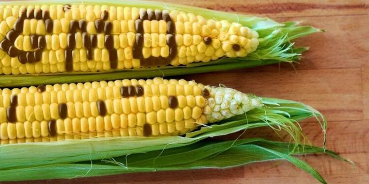 U.S. GMO Corn Bought Up by the Lackeys: West Shows Its Hand