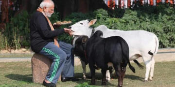 Cows, Conservation and Culture: PM Modi’s Makar Sankranti Gesture Highlights the Rare Punganur Breed