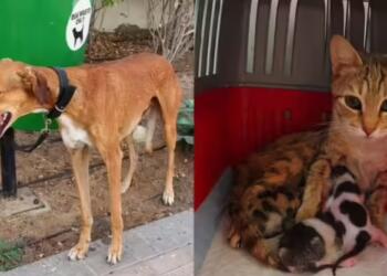 Dogs Tied, Kittens Left in Boxes: Dubai Streets Overrun by Abandoned Pets as Expats Flee UAE Amid Middle East Tensions