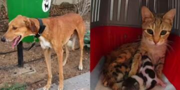 Dogs Tied, Kittens Left in Boxes: Dubai Streets Overrun by Abandoned Pets as Expats Flee UAE Amid Middle East Tensions