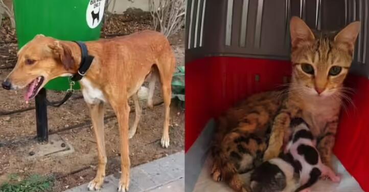 Dogs Tied, Kittens Left in Boxes: Dubai Streets Overrun by Abandoned Pets as Expats Flee UAE Amid Middle East Tensions