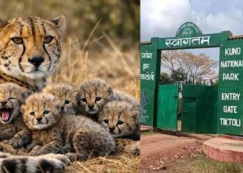 Jwala the Cheetah Welcomes Five Tiny Cubs, India’s Cheetah Family Grows to 53