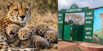 Jwala the Cheetah Welcomes Five Tiny Cubs, India’s Cheetah Family Grows to 53