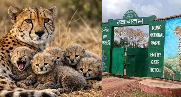Jwala the Cheetah Welcomes Five Tiny Cubs, India’s Cheetah Family Grows to 53