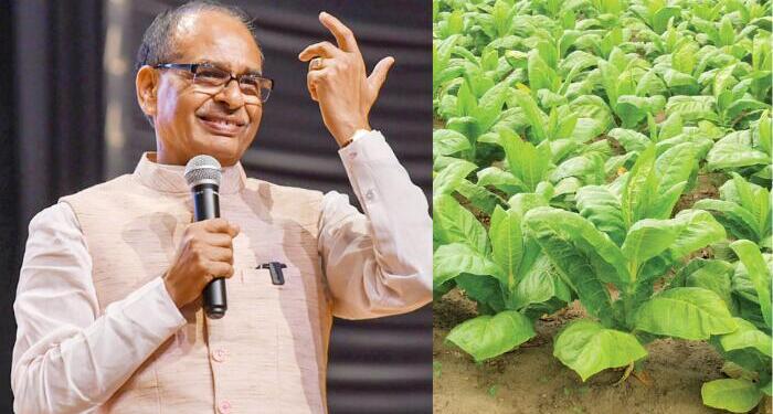 Shift Away from Tobacco, Faster Insurance Payouts: Government Unveils Multi-Pronged Plan to Secure Farmers’ Incomes