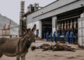 Chinese Venture Collapse in Gwadar: Donkey Slaughterhouse Shutdown Raises Questions Over Investment Climate