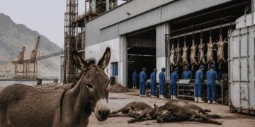 Chinese Venture Collapse in Gwadar: Donkey Slaughterhouse Shutdown Raises Questions Over Investment Climate