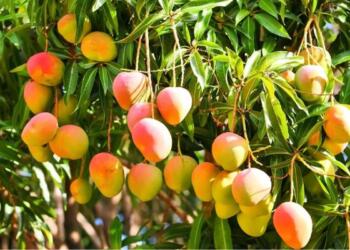 From Soft Power to Store Shelves: How ‘Mango Diplomacy’ Is Sweetening India-US Relations