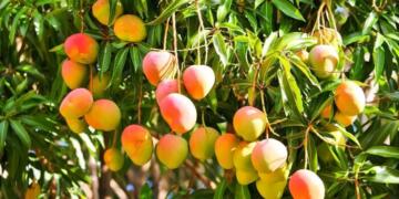 From Soft Power to Store Shelves: How ‘Mango Diplomacy’ Is Sweetening India-US Relations