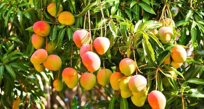 From Soft Power to Store Shelves: How ‘Mango Diplomacy’ Is Sweetening India-US Relations