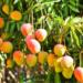 From Soft Power to Store Shelves: How ‘Mango Diplomacy’ Is Sweetening India-US Relations