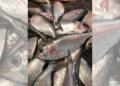 Durga Puja 2026: Bangladesh halts Hilsa trade with India, ending festive-season tradition