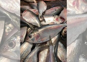 Durga Puja 2026: Bangladesh halts Hilsa trade with India, ending festive-season tradition
