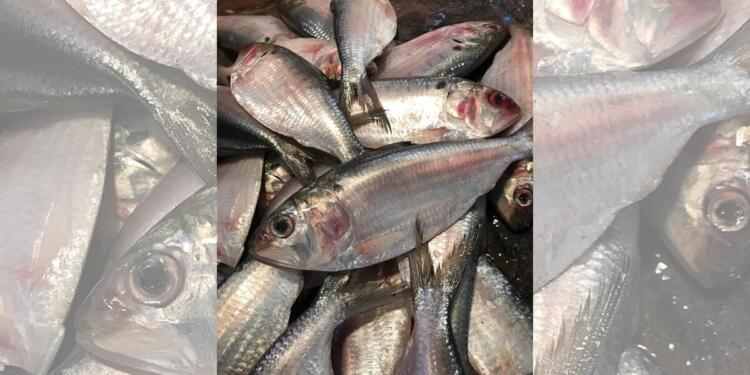 Durga Puja 2026: Bangladesh halts Hilsa trade with India, ending festive-season tradition